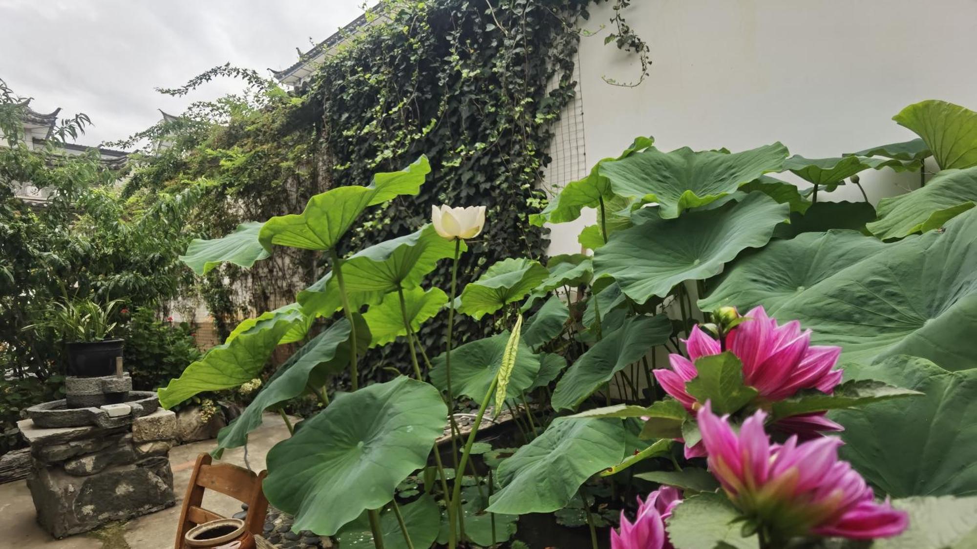 דאלי The Lily Pad Inn מראה חיצוני תמונה
